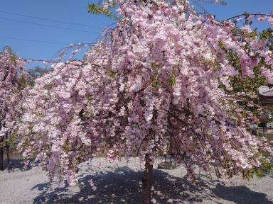 伊勢崎市住宅リフォーム助成の事前相談が始まりました